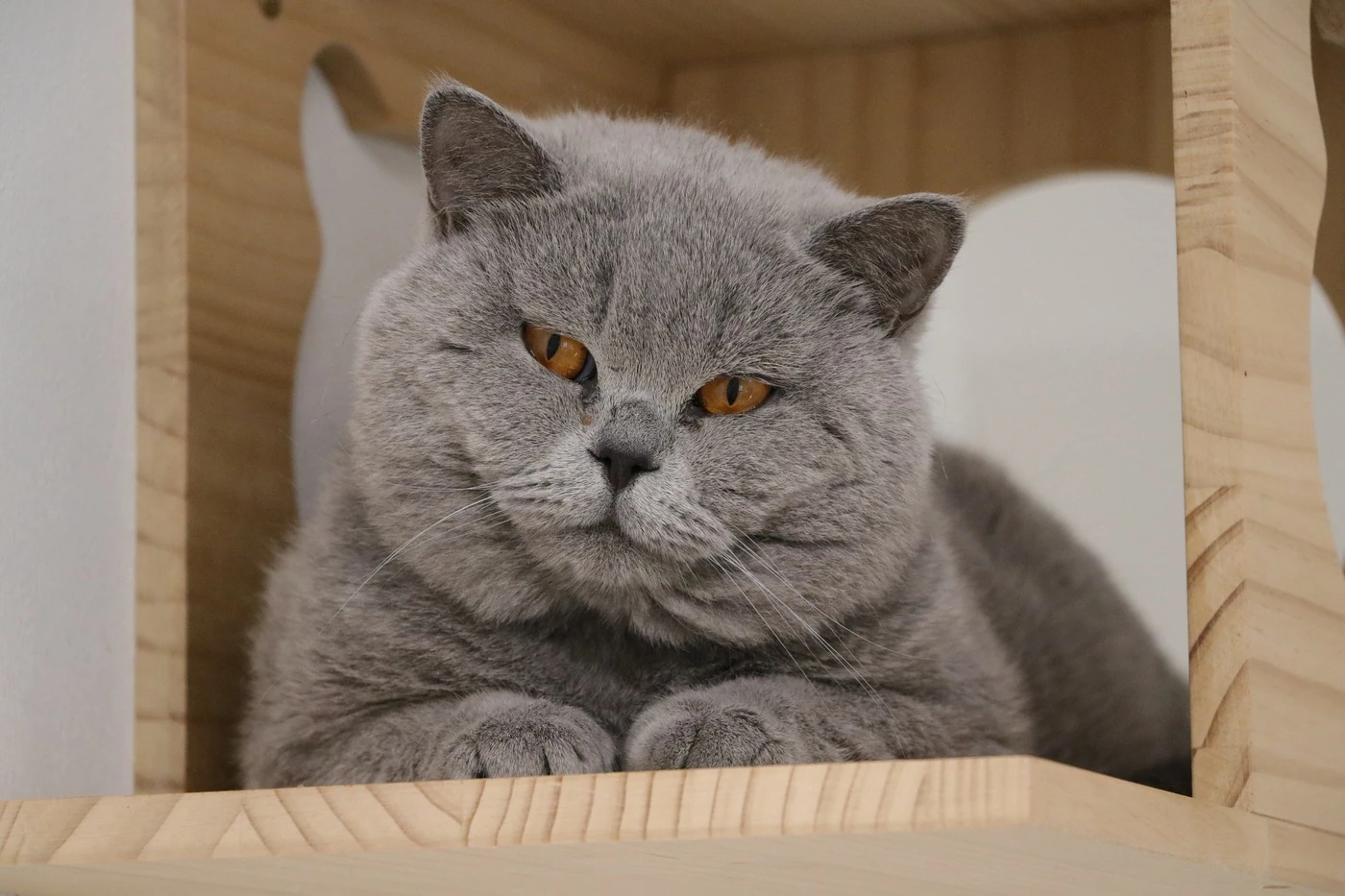 Nahaufnahme von Berry in seinem hölzernen Katzenhaus