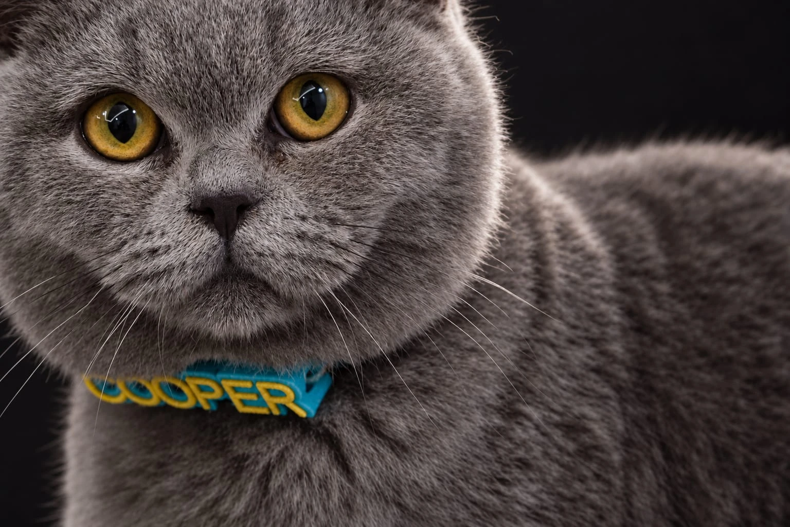 Cooper, portret de aproape