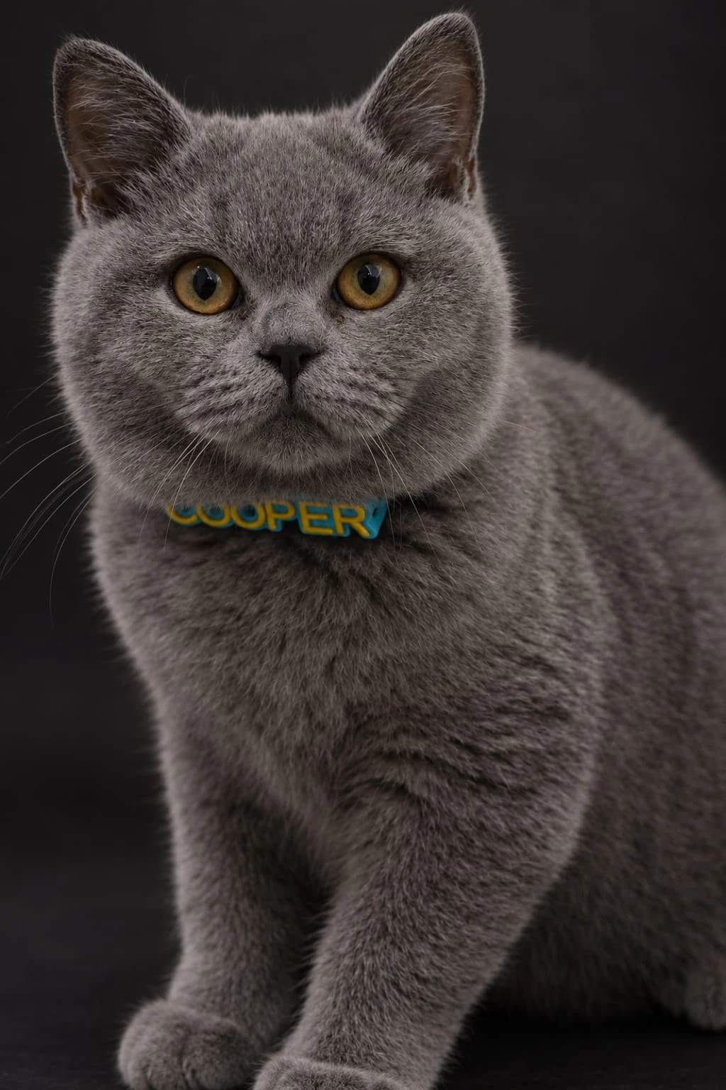 Cooper așezat, cu zgarda sa albastră cu nume