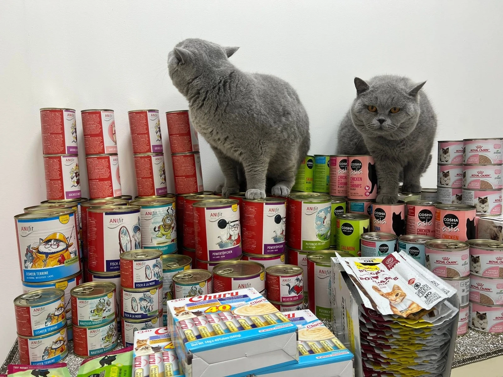 Unsere Kater neben ihren Futtervorräten