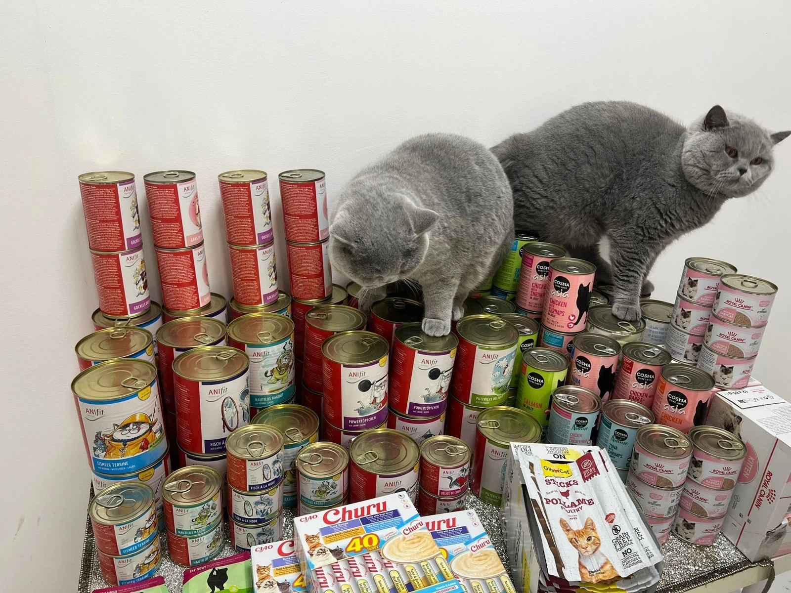 Unsere Kater neben ihren Futtervorräten