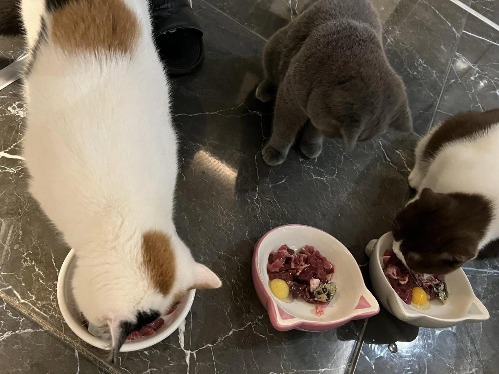 Unsere Katzen beim Fressen
