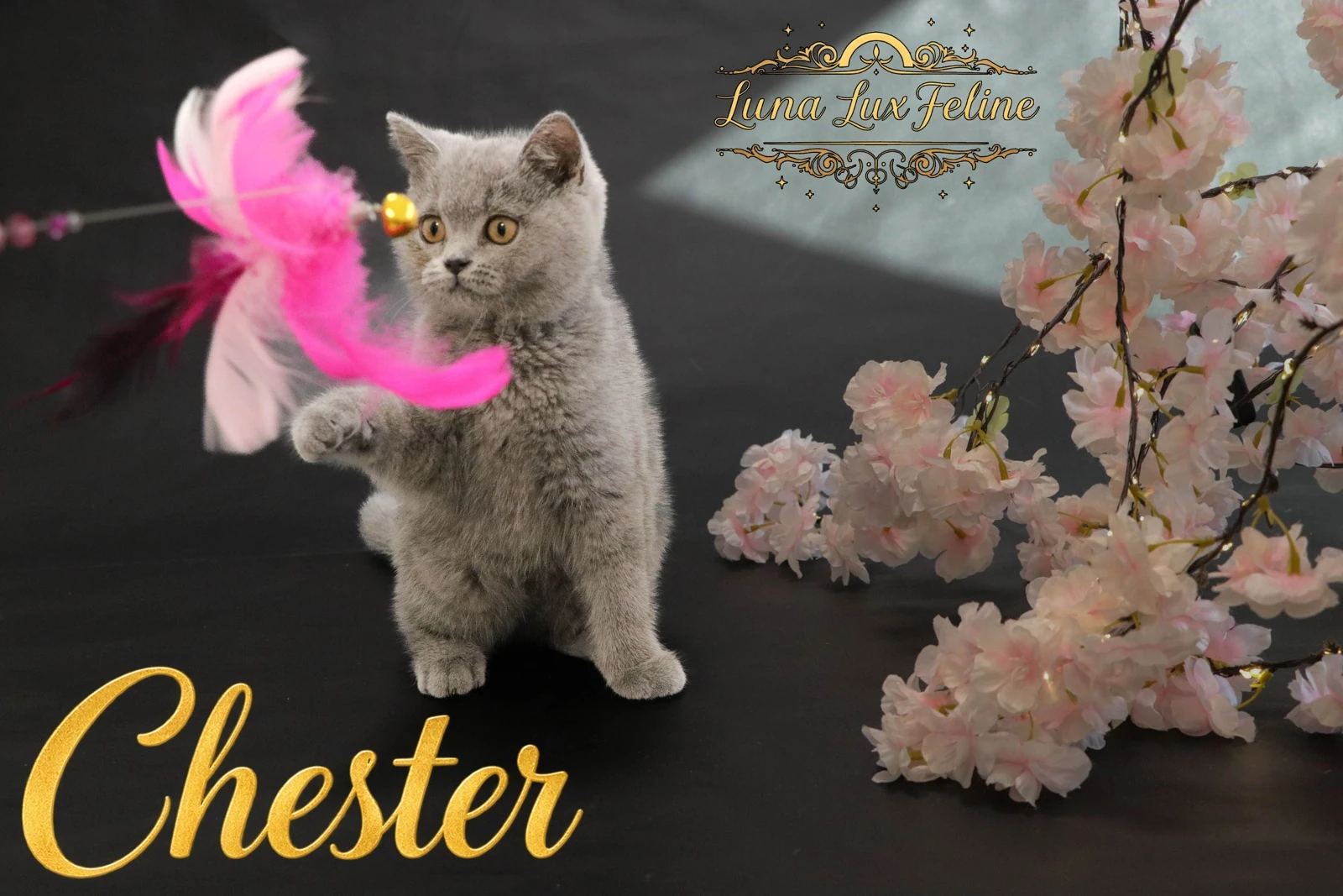 Chester