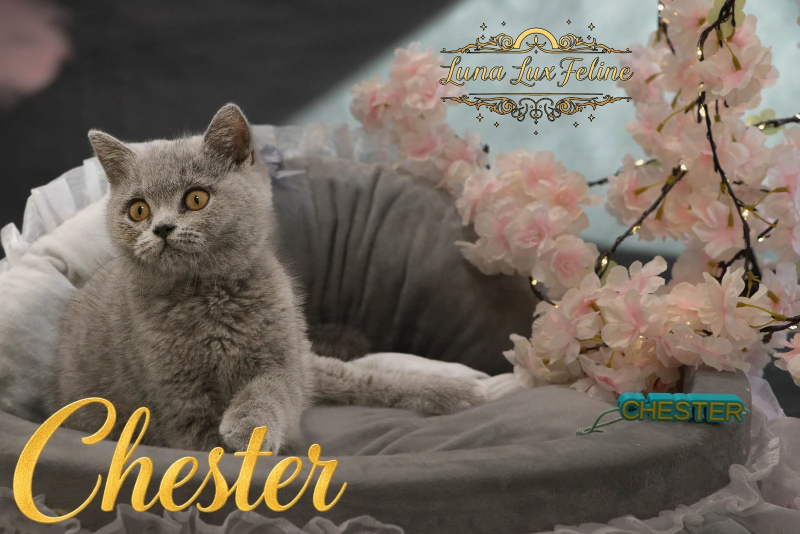 Chester