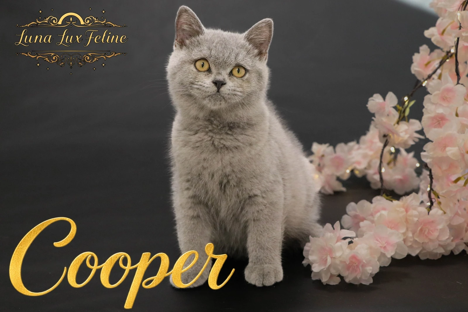 Cooper