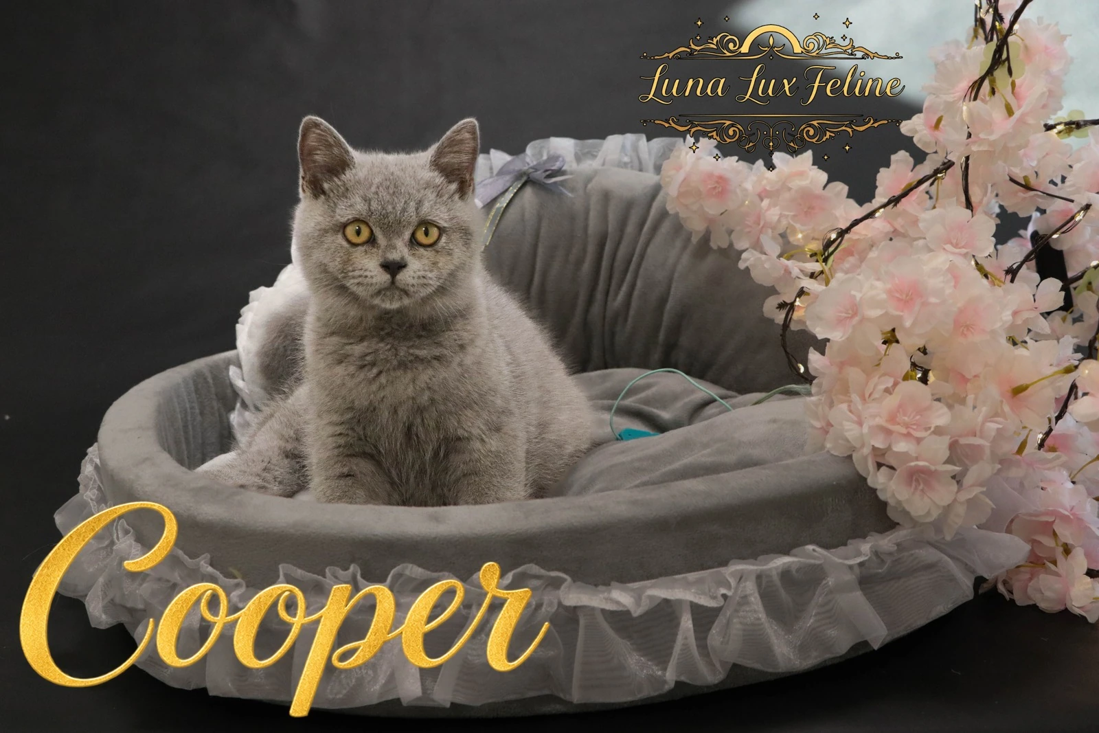 Cooper