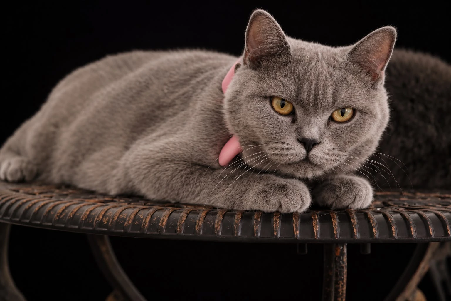 Zuzu · British Shorthair · Luna Lux Feline